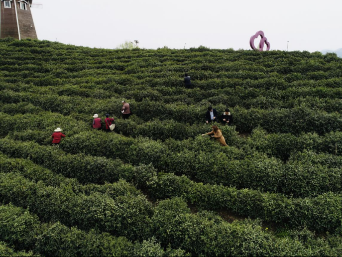 陜西廣電融媒體集團(tuán)農(nóng)林衛(wèi)視助力陜西茶區(qū)“以茶興業(yè)，以茶富民”